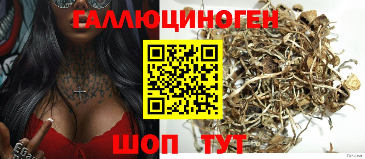 Псилоцибиновые грибы прущие грибы  Владивосток  Псилоцибиновые грибы Psilocybe 